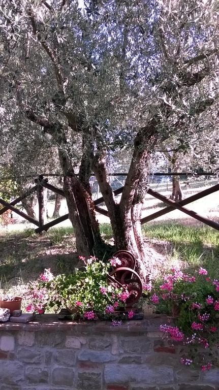 Agriturismo La Cantina San Martino 아시시 외부 사진